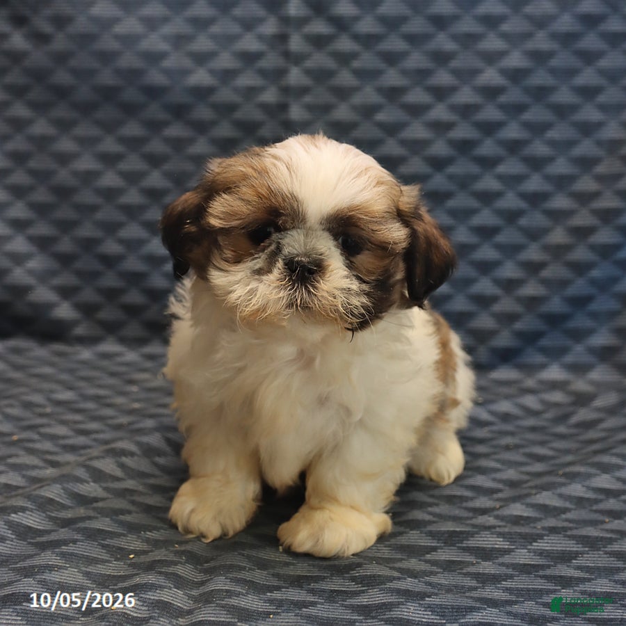 Shih Tzu dogs Patty - Ad 1