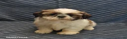 Shih Tzu dogs for sale: Patty - Ad 1