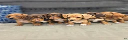 Miniature Dachshund dogs for sale: Black boy  - Ad 11