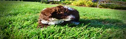 Havapoo dogs for sale: Dexter - Ad 7