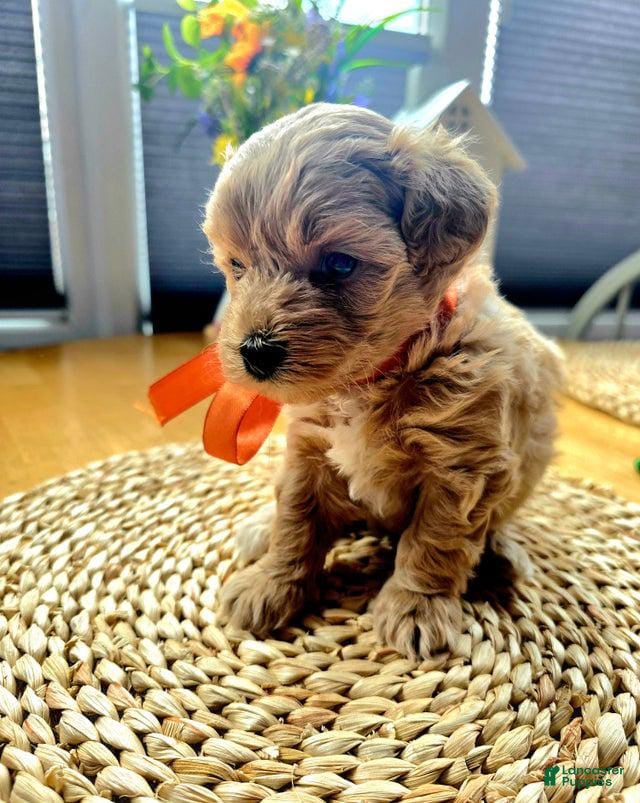 Maltipoo dogs Daisy - Ad 18