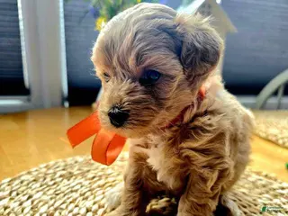 Maltipoo dogs for sale: Daisy - Ad 2