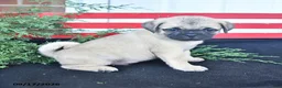 Mixed Breed dogs for sale: Cuddly - Ad 4