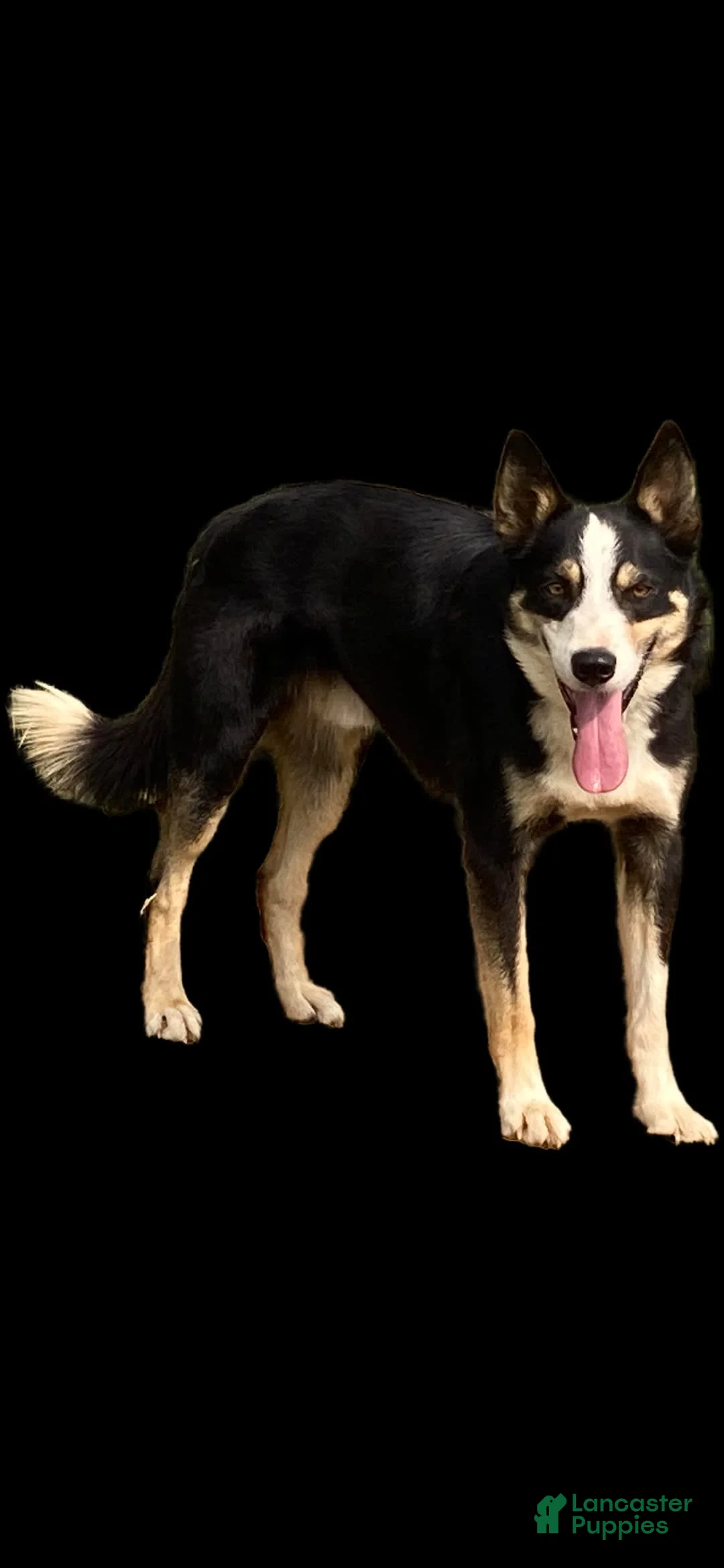 Gallery Image {{count}}