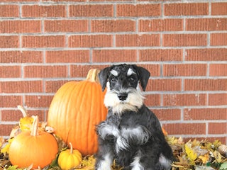 Miniature Schnauzer dogs - Ad 29