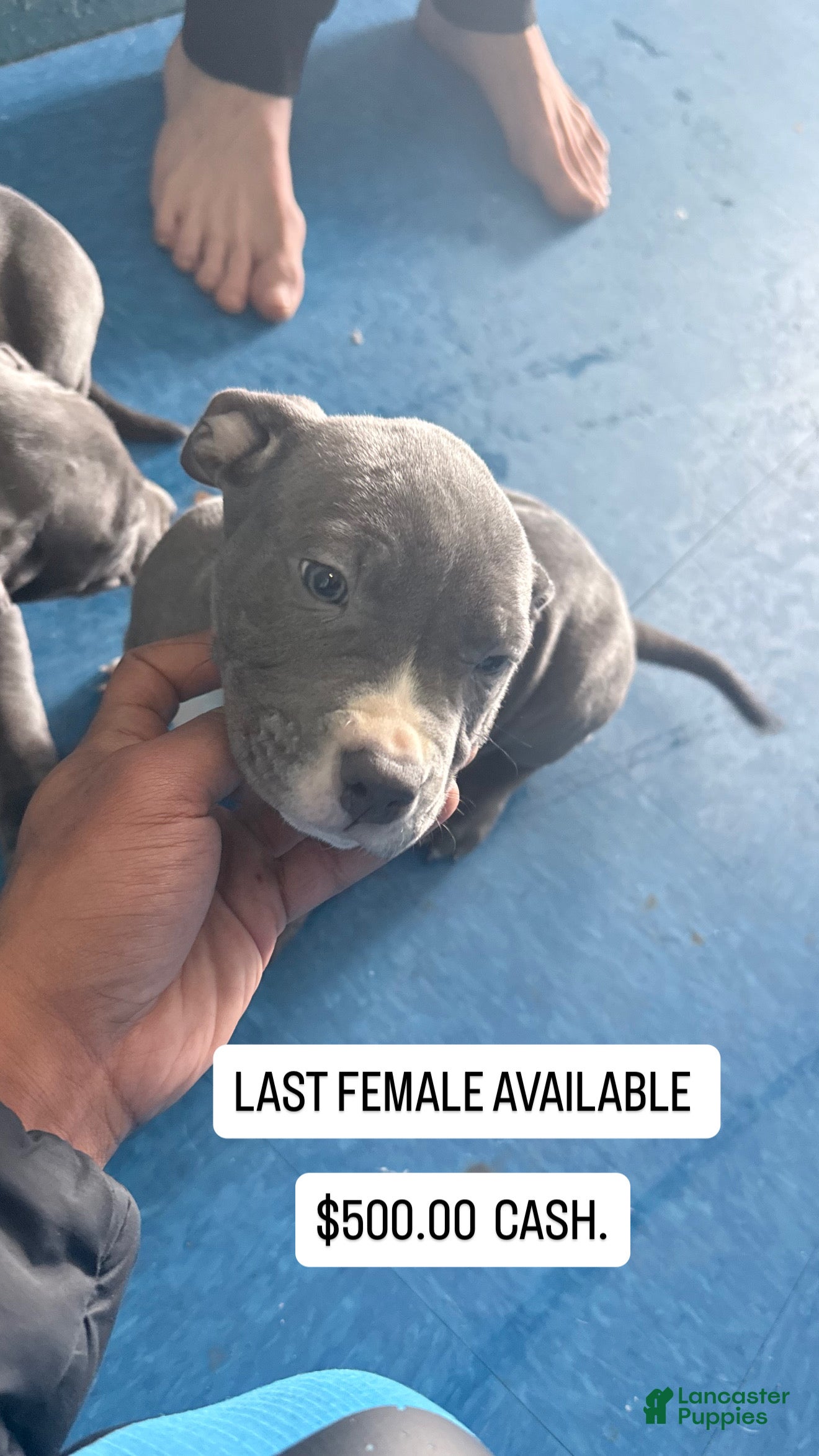 American Pit Bull Terrier dogs American Pit Bull Terrier Puppy 3 - Ad 11