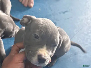 American Pit Bull Terrier dogs American Pit Bull Terrier Puppy 3 - Ad 11