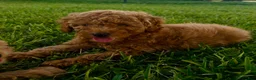 Mini Goldendoodle dogs for sale: Mini Goldendoodle Puppy 1 - Ad 6