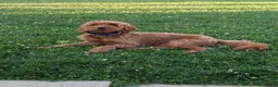 Irish Doodle dogs for sale: Mini Irish Doodle  - Ad 3