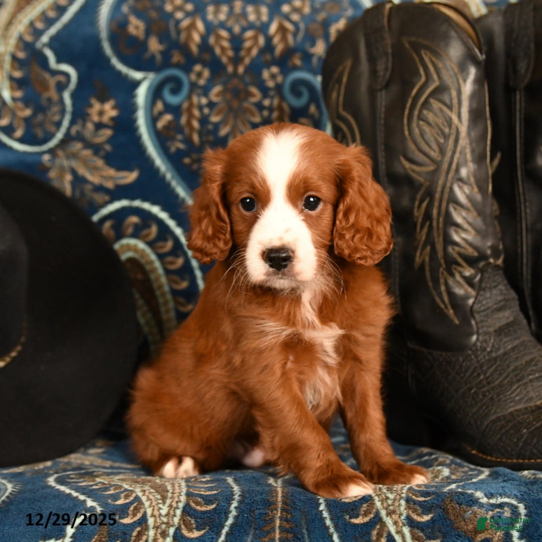 Cavapoo dogs for sale: Cash - Ad 1