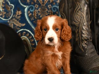 Cavapoo dogs Cash - Ad 42