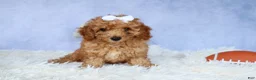 Miniature Poodle dogs for sale: WALTER - Ad 16