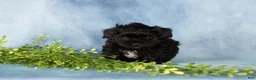 Mixed Breed dogs for sale: Mocha - Ad 6