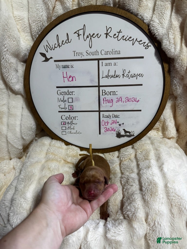 Labrador Retriever dogs Hen - Ad 4