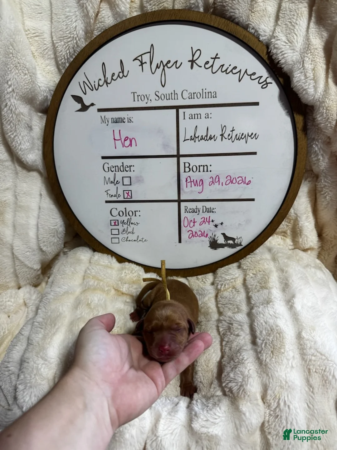 Labrador Retriever dogs for sale: Hen - Ad 1