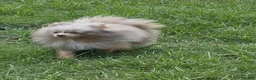 Pomeranian dogs for sale: Toast - Tri Lavender Merle - Ad 3