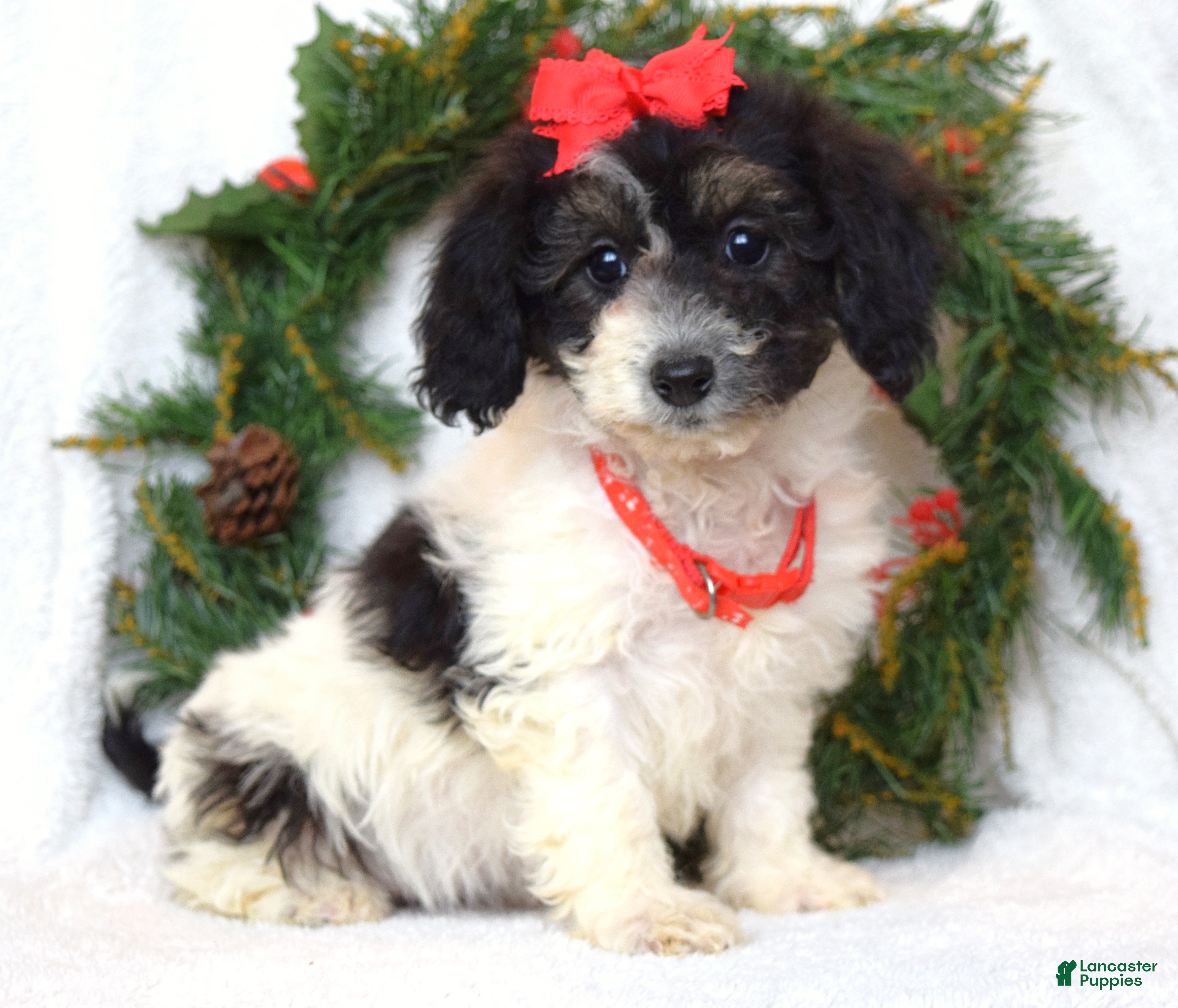 Bichpoo dogs Lizzie - Ad 36