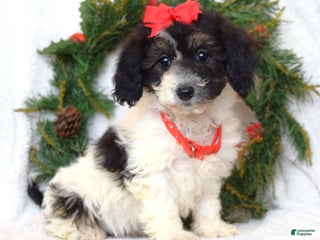 Bichpoo dogs Lizzie - Ad 36