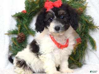 Bichpoo dogs Lizzie - Ad 37