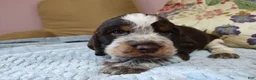 English Springer Spaniel dogs for sale: Mr. Fritz - Ad 5