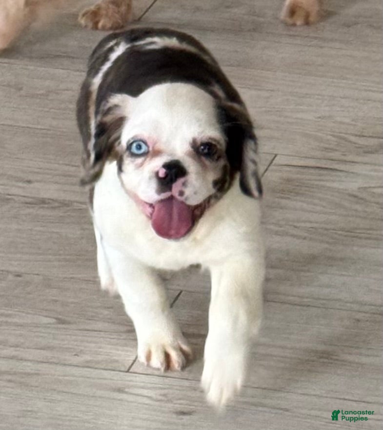 French Bulldog dogs Da Brat - Ad 19
