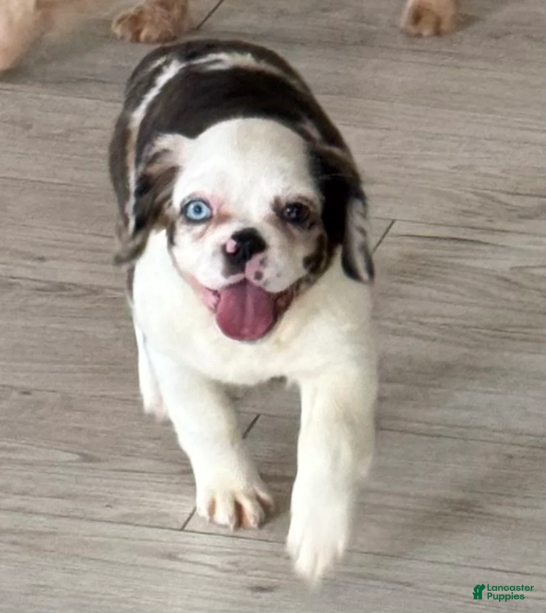 French Bulldog dogs for sale: Da Brat - Ad 1