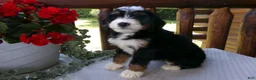 Mini Bernedoodle dogs for sale: Beauty - Ad 5