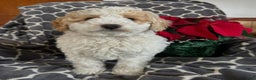 Cockapoo dogs for sale: Cooper - Ad 4
