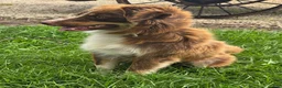 Mixed Breed dogs for sale: Mixed Breed 3 - Ad 5