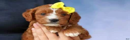 Cavapoo dogs for sale: Milo 💙🦴 - Ad 14