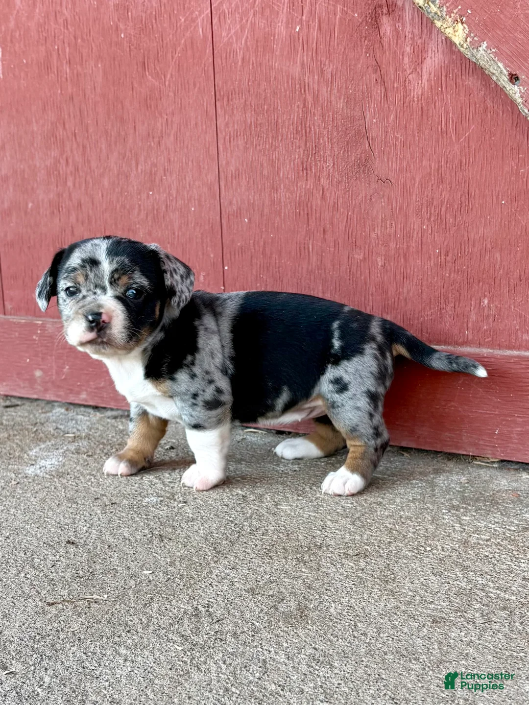 Mixed Breed dogs for sale: Mixed Breed Puppy 3 - Ad 1