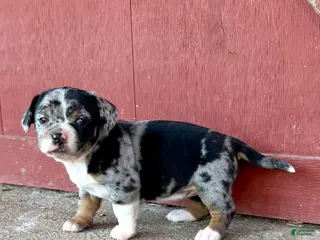 Mixed Breed dogs Mixed Breed Puppy 3 - Ad 42