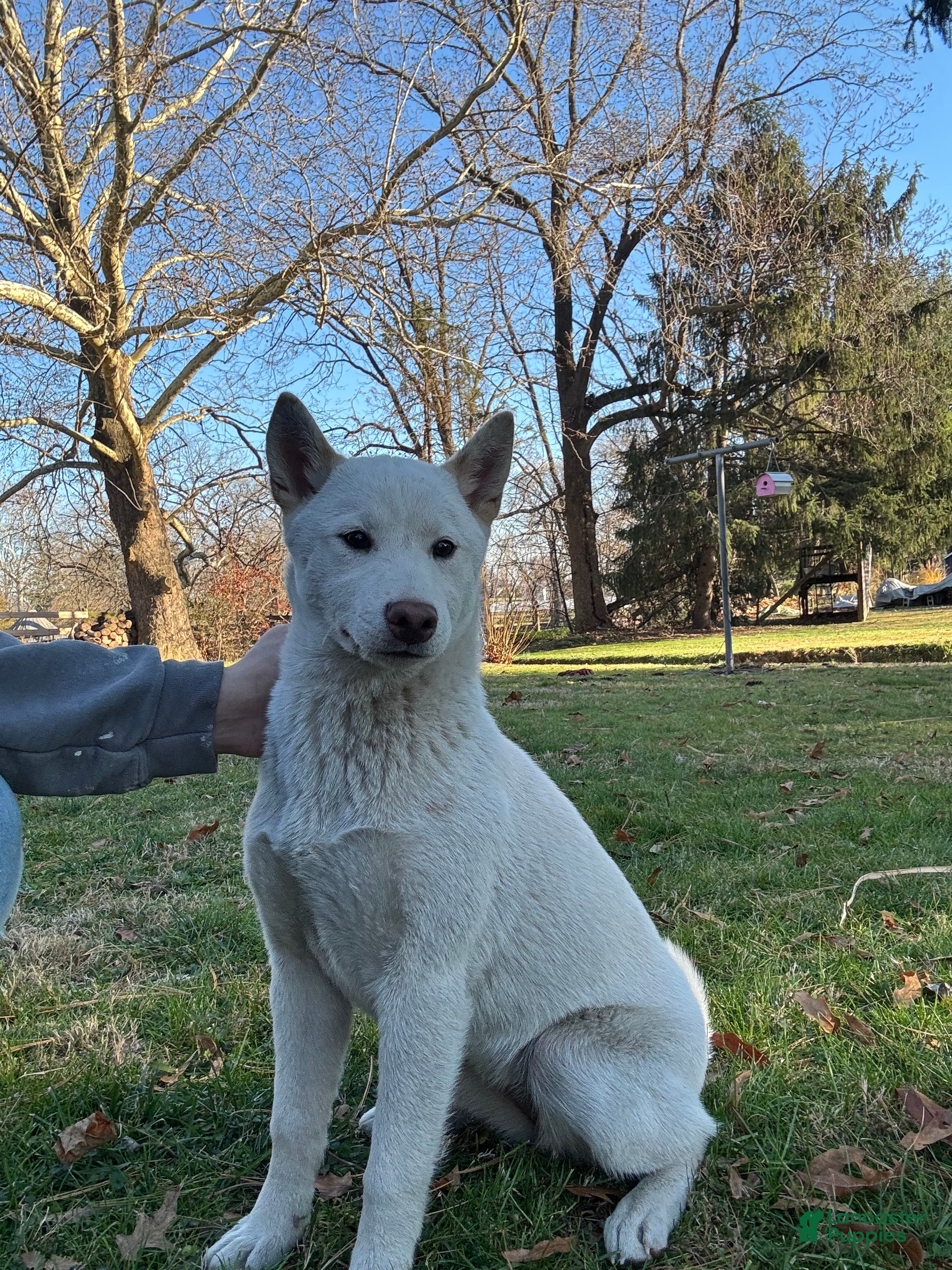 Shiba Inu dogs Charley - Ad 30