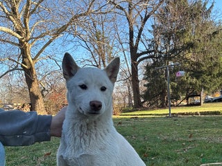 Shiba Inu dogs for sale: Charley - Ad 2