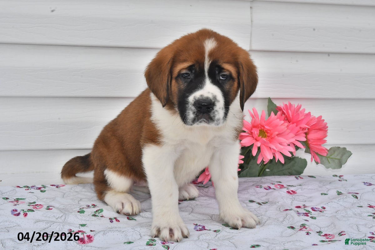 Saint Bernard dogs Bailey - Ad 1