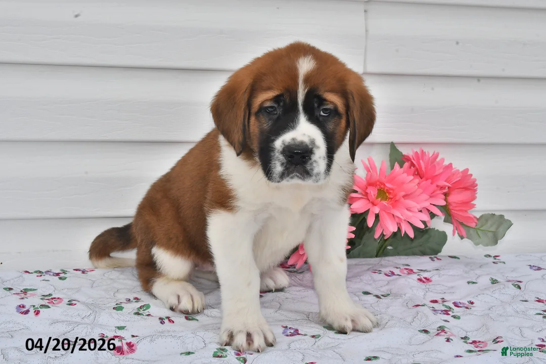Saint Bernard dogs for sale: Bailey - Ad 1