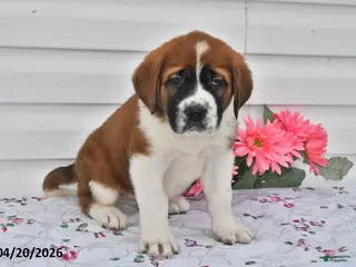 Saint Bernard dogs for sale: Bailey - Ad 3