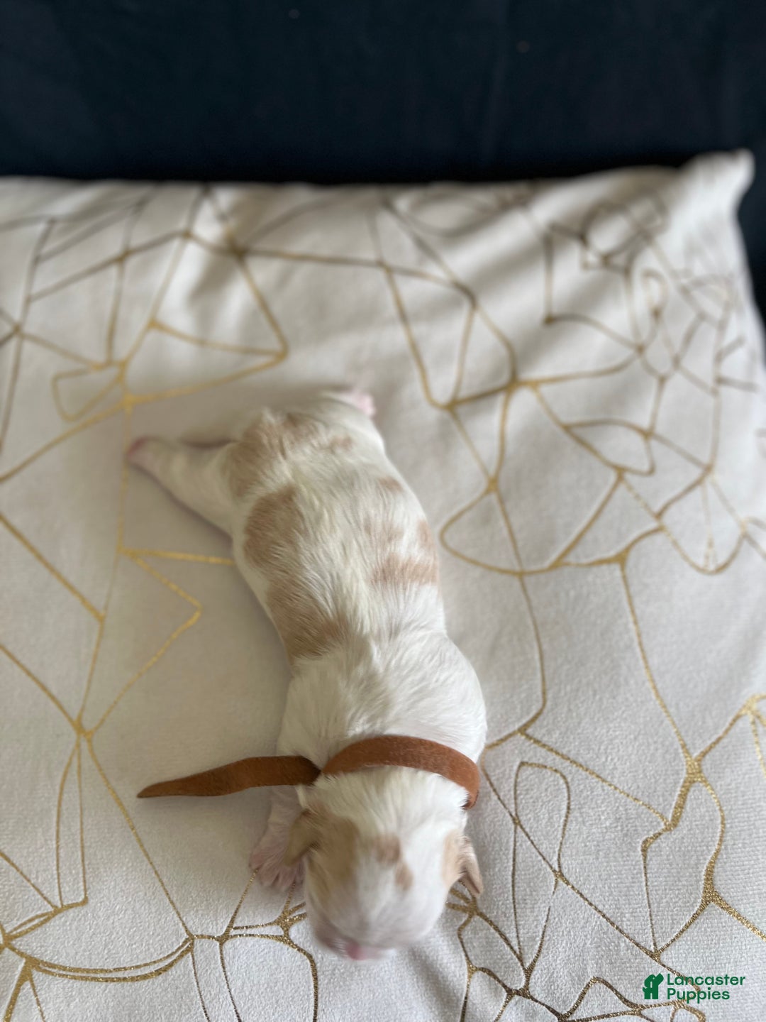 Shih Tzu dogs for sale: Rose - Ad 4