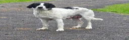 Labradoodle dogs for sale: Raven - Ad 4