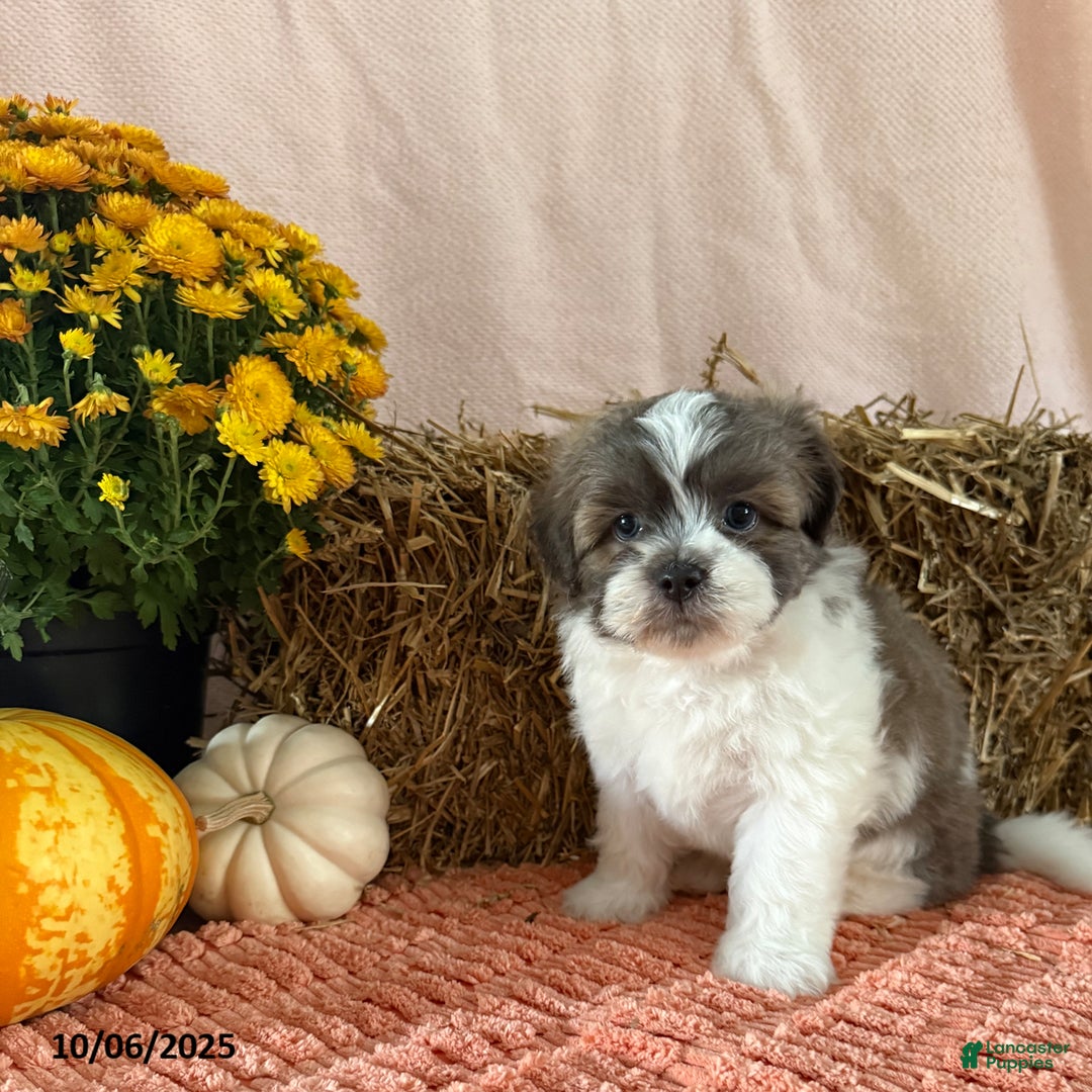 Teddy Bear dogs for sale: Chase - Ad 4