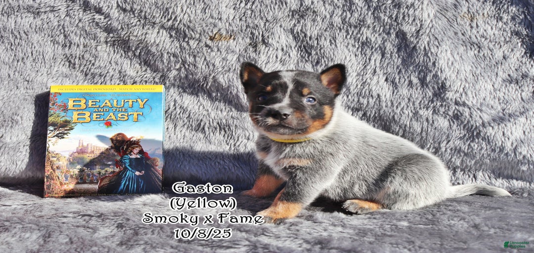 Gallery Image {{count}}