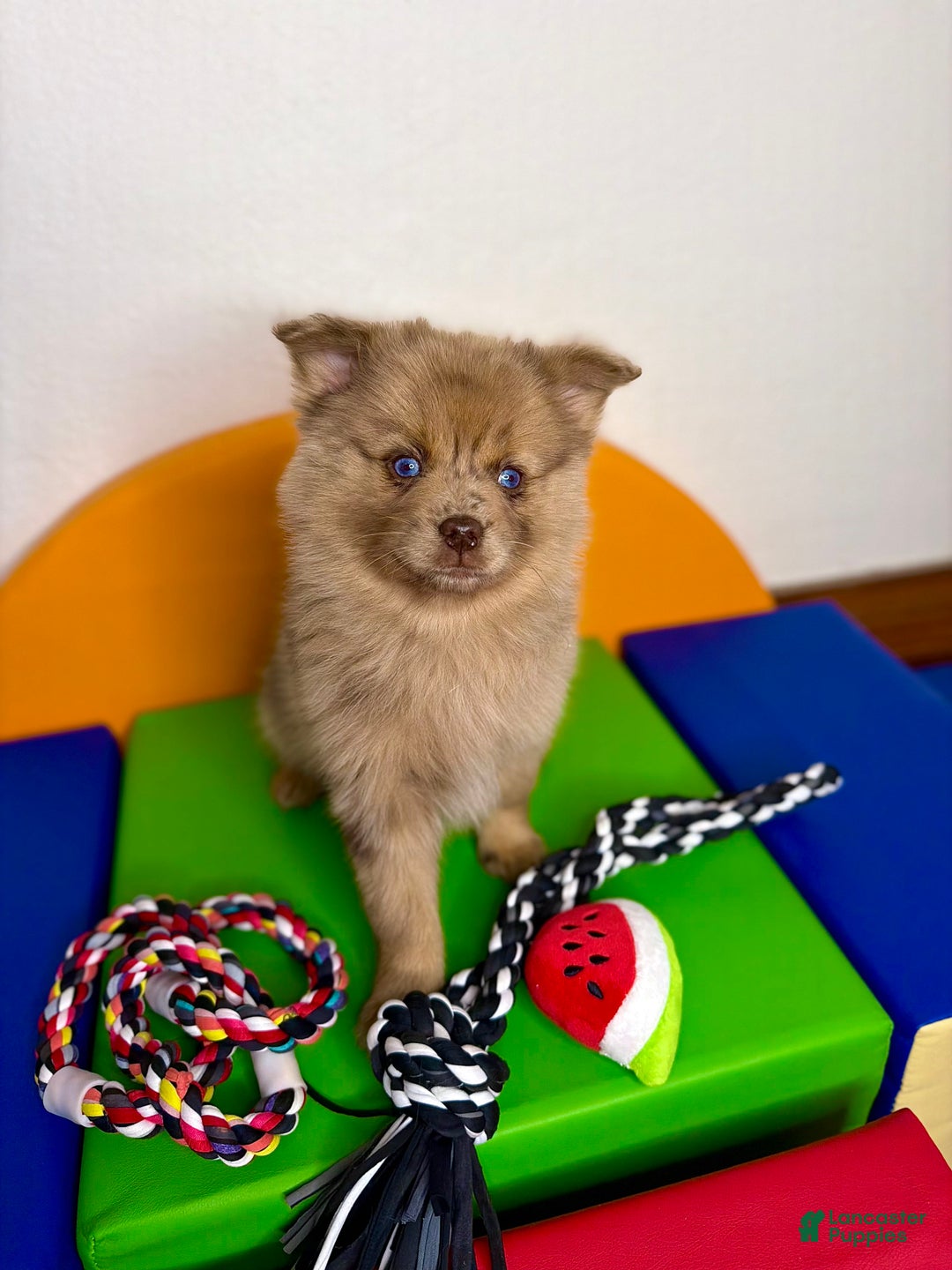 Pomsky dogs for sale: Remi - Ad 4