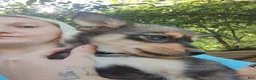 Pomsky dogs for sale: Pomsky 1 - Ad 1