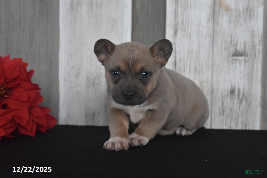 Mixed Breed dogs for sale: Isabelle - Ad 5