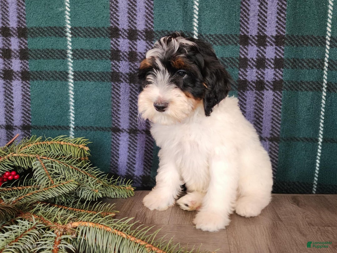 Mini Bernedoodle dogs for sale: Vixon - Ad 15