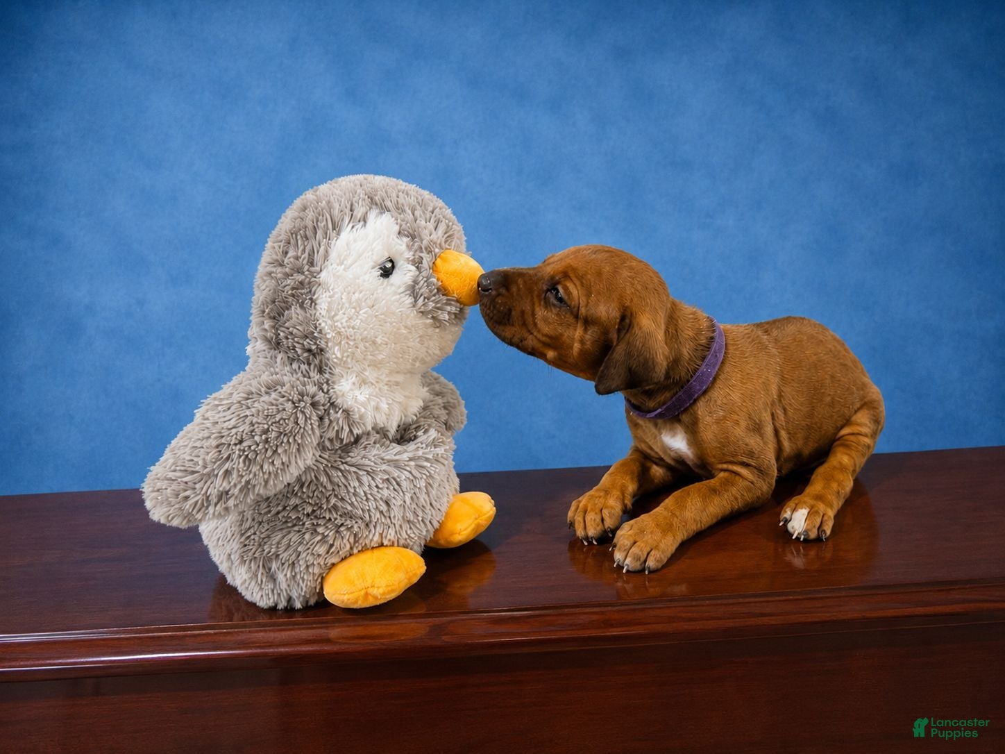 Rhodesian Ridgeback dogs Rhodesian Ridgeback Puppy 3 - Ad 2