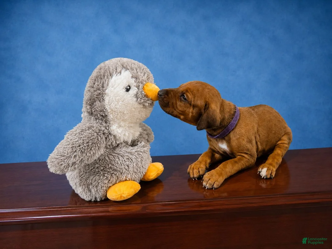 Rhodesian Ridgeback dogs for sale: Rhodesian Ridgeback Puppy 3 - Ad 2