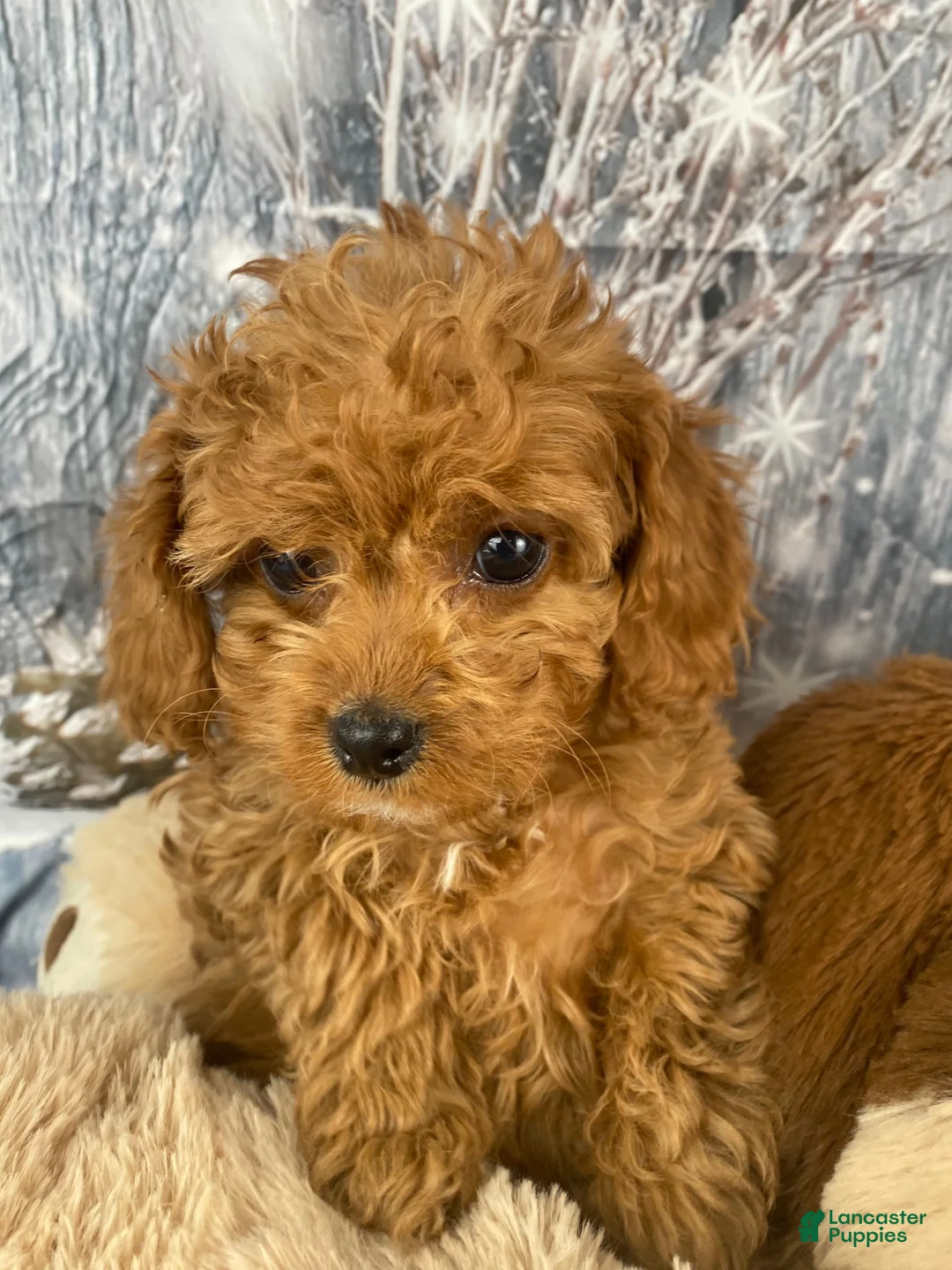 Cavapoo dogs for sale: Layla - Ad 5