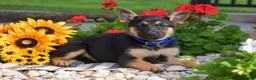 German Shepherd dogs for sale: Cinnamon  - Ad 5