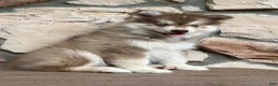 Pomsky dogs for sale: Zack - Ad 5